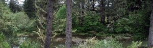 Shamrock Pines HOA Creekside
